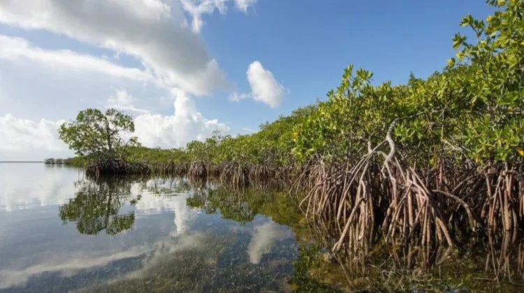 Indonesia Eyes 2027 Global Carbon Market Entry Through Blue Carbon