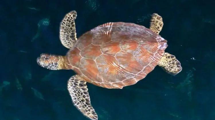 YKAN-Coral Triangle Safeguards Sea Turtles in Derawan Islands