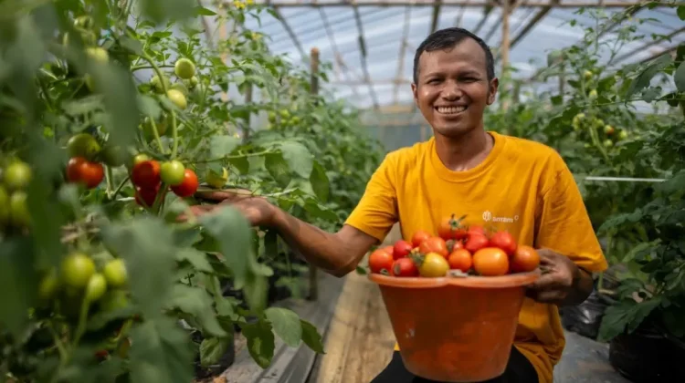 Youth In Bogor Turns Snail Pests Into Fertilizer