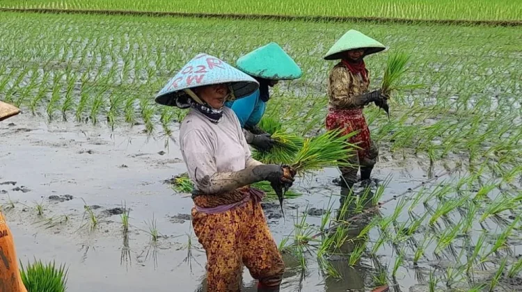 Syngenta Empowers Female Farmers to Boost Food Security