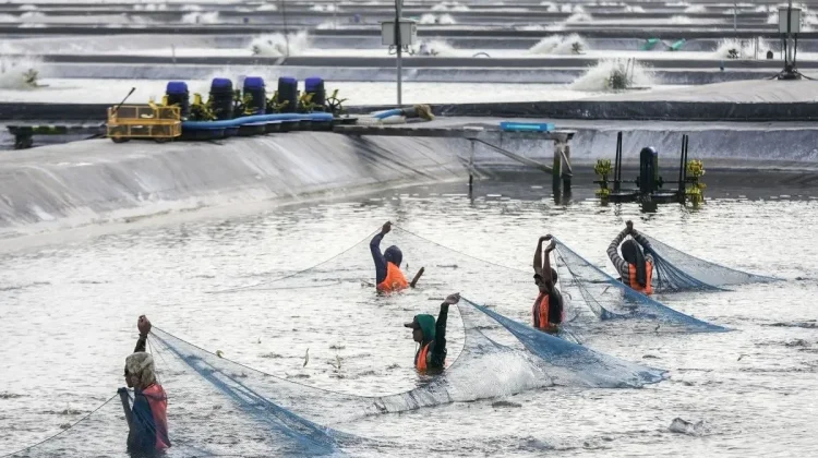 Kebumen Shrimp Production Surges to Record 358 Tons