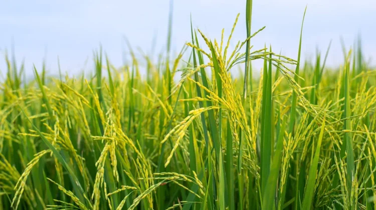 Sukabumi Successfully Develops National Superior Rice Varieties