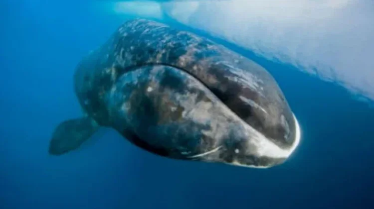 The Bowhead Whale: The Mightiest Mammal on Earth