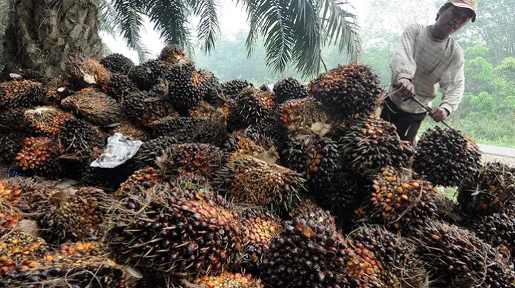 Indonesia Pressures EU as Deadline Looms in WTO Palm Oil Dispute