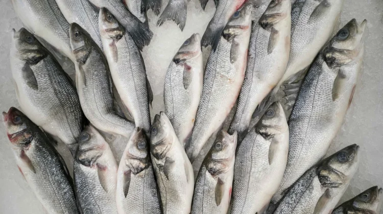Government Urges Fish Protein-Based Food Diversification in Gresik