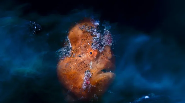 Lembeh Strait Photo Breaks Into the Top Three in World Photography