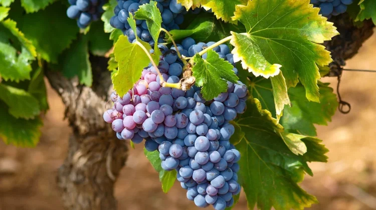 A New Phase in the French Wine Industry
