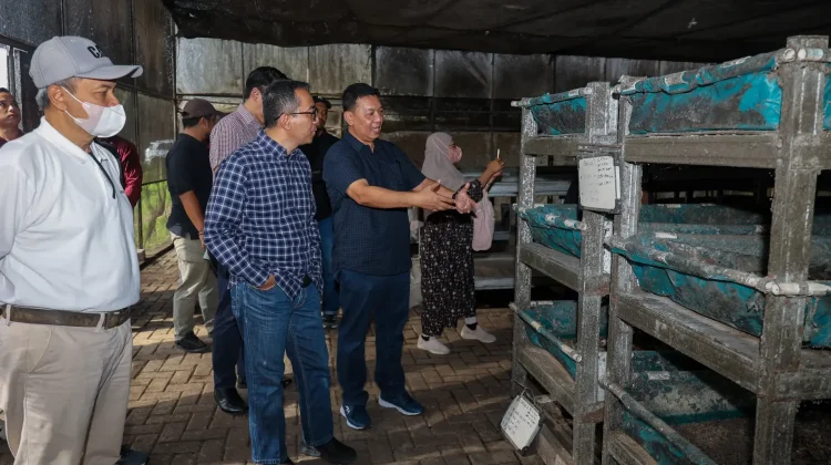 Indonesia Encourages Use of Maggots to Address National Waste Crisis