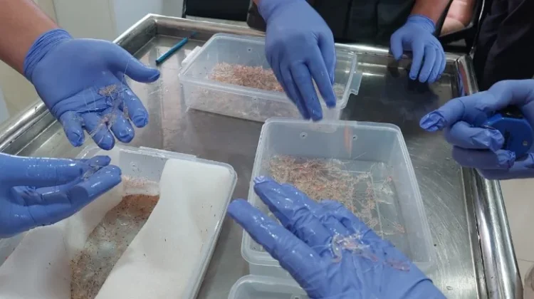 Indonesia Foils Smuggling of 54,000 Lobster Seeds Bound for Singapore