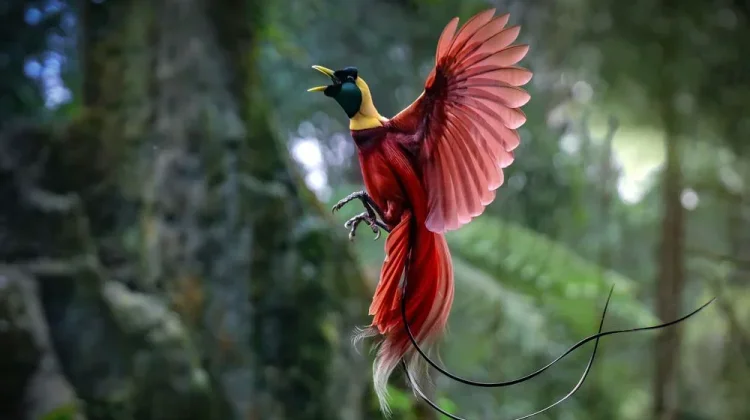 Indonesia, one of the Most Biologically Rich Nations