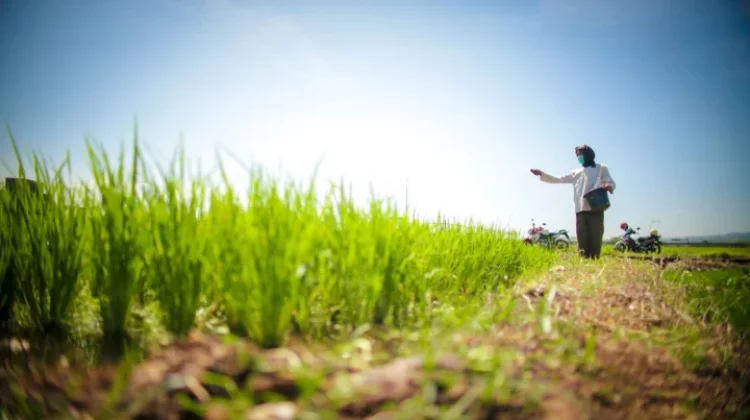 Indonesia's Rice Production in January 2026 Surges 38 Percent