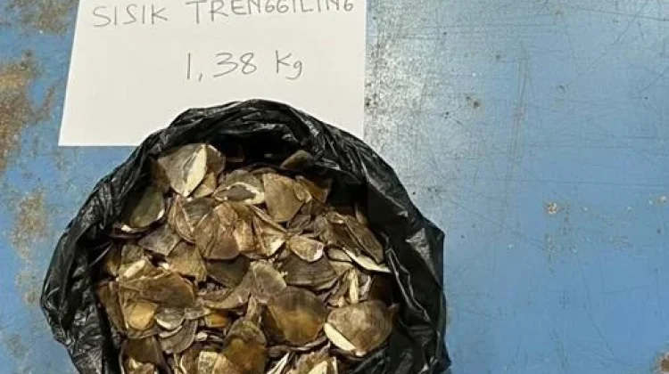 Forestry Law Enforcement Foils Illegal Pangolin Scale Trade in West Kalimantan