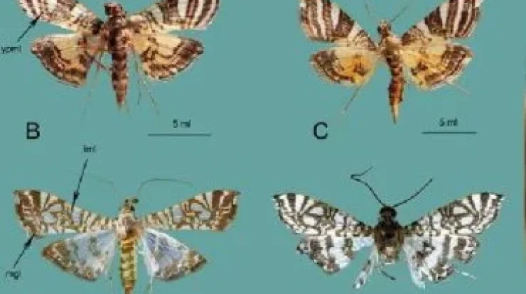 Indonesian Researchers Identify Two New Moth Species Endemic