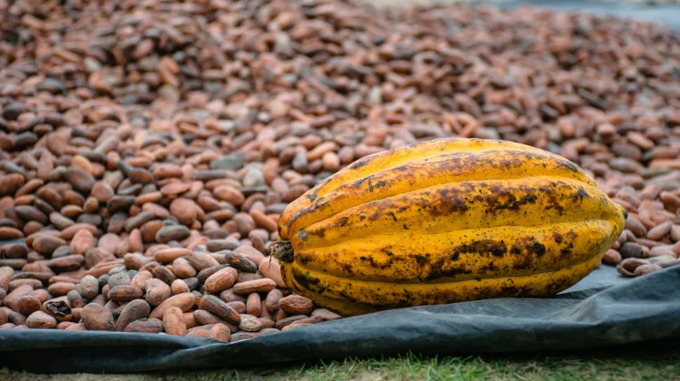Indonesia Reinforces Position as Global Cocoa Grinding Hub