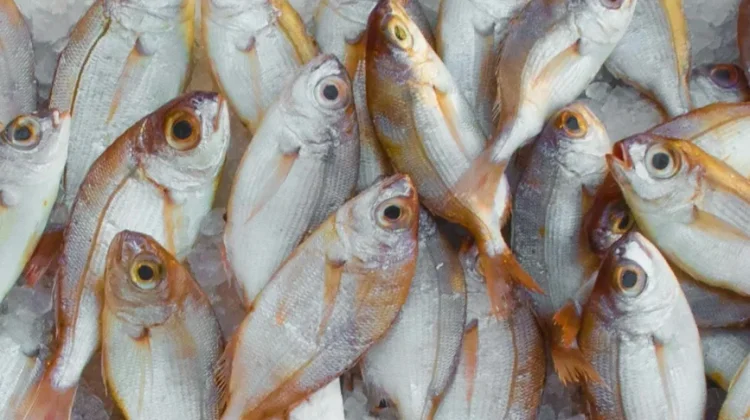 Government Monitors Foreign Fish Supplier Companies to Ensure Food Safety