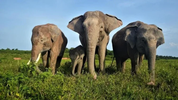 Indonesia Unveils Plans to Protect Elephants, Strengthen National Parks Funding