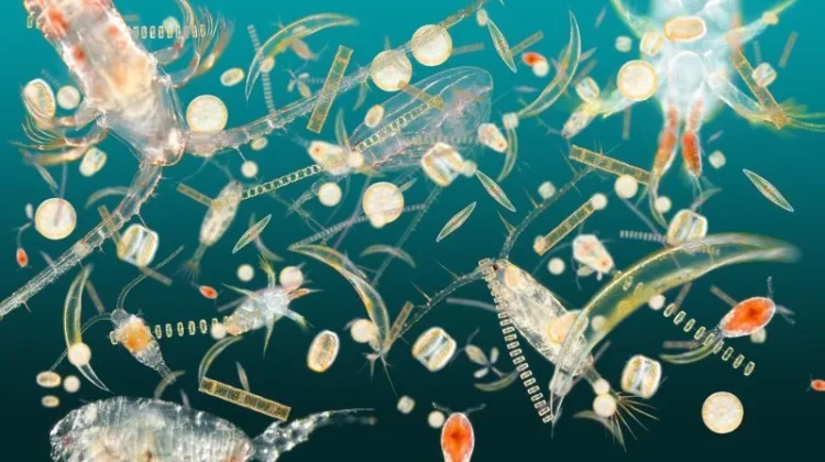 Protecting Ocean Riches From New Colonialism
