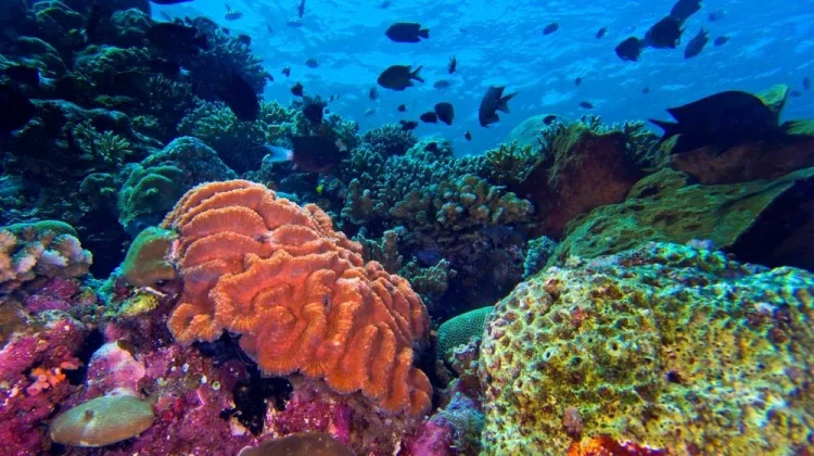 Germany to Provide Financial Support for Marine Conservation in Indonesia