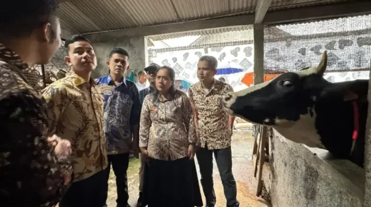 VP Gibran Ensures Livestock Sector Strengthening in Central Java