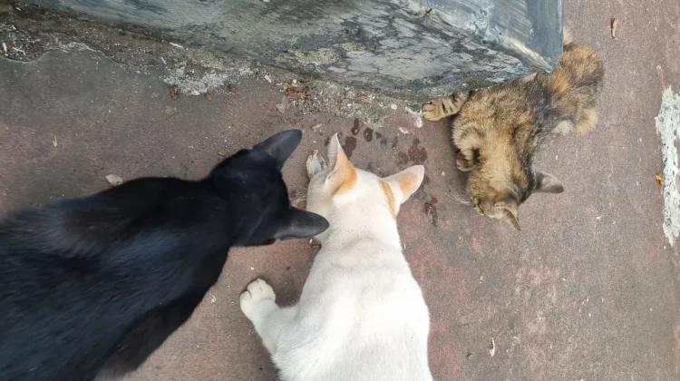 Feeding Stray Cats: An Act of Compassion or an Environmental Concern?