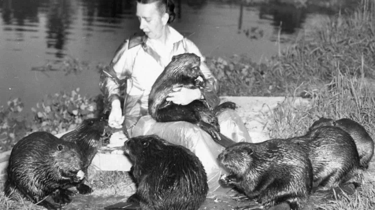 Dorothy Richards, the ‘Beaver Woman’ Behind International Beaver Day
