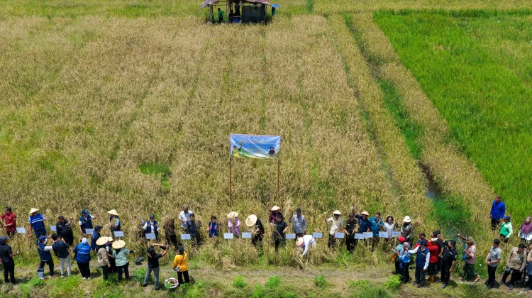Nusantara Showcases Innovative Upland Rice Harvest