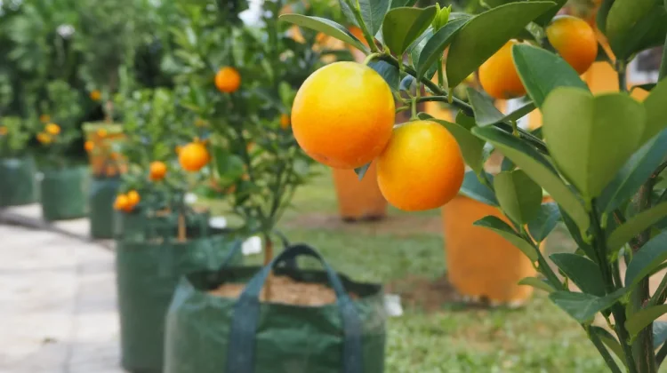Indonesia Develops Gamindo B Orange Peel to Increase Added Value