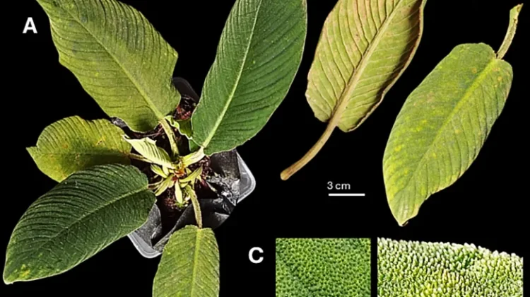 Social Media and Communities Reveal Three New Homalomena Species in Sumatra