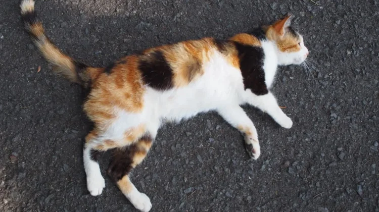 “Lucky Cat”: The Unique Three-Colored Calico Cat