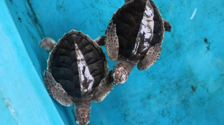 Minister Supports Turtle Protection Efforts in Belitong UNESCO Global Geopark