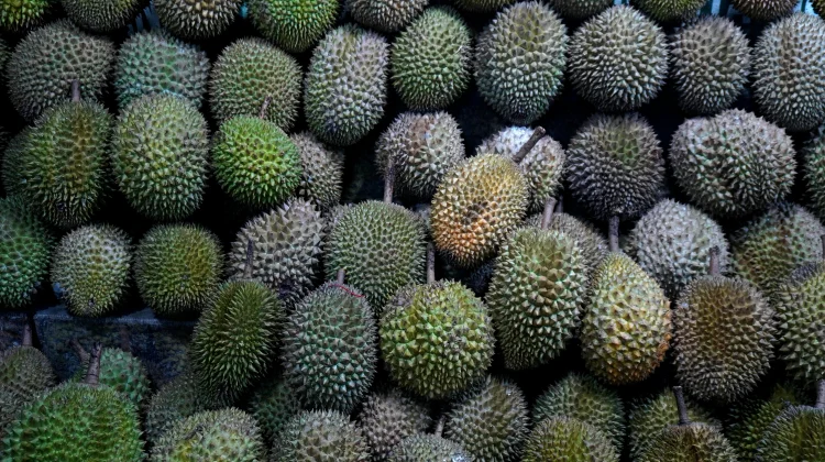 Indonesia Ships Hundreds of Tons of Sulawesi Durian to China