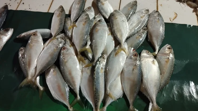 Smart Ways to Choose Fresh Fish for Safe Consumption