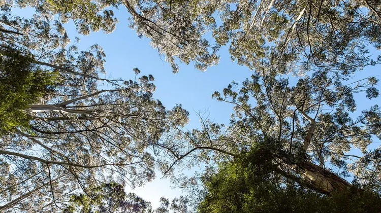 BRIN Advances Sustainable Resource Management with Earth Day Webinar