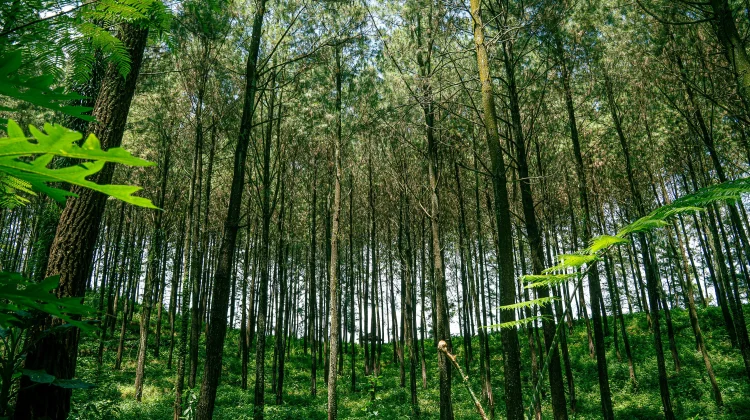 Indonesia Expands Inclusive Forest Carbon Market to Support Green Economy