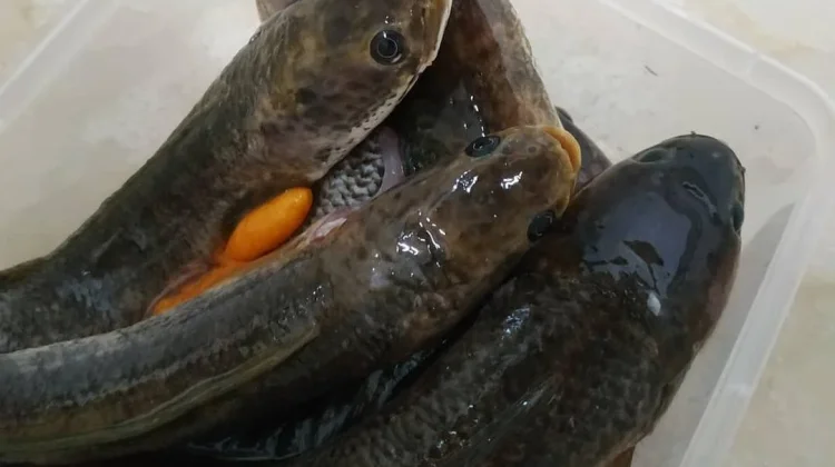 Snakehead Fish as a Potential Superfood