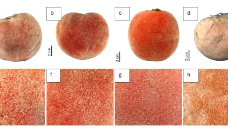 New Subspecies of Velvet Apple “Bisbul” Fruit Discovered in Papua