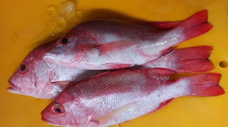 Can Snapper Give Nutritional Content and Benefits?
