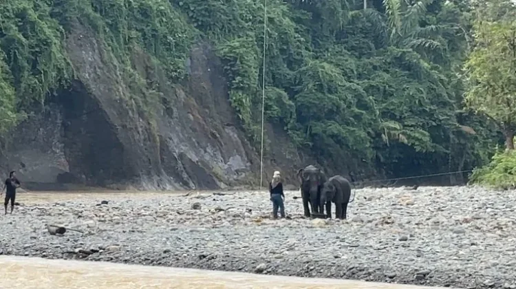 Government Arrests Elephant Corridor Encroachers in Seblat Nature Reserve