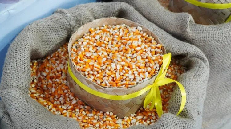 Indonesian Government Stabilizes Corn Prices for Farmers