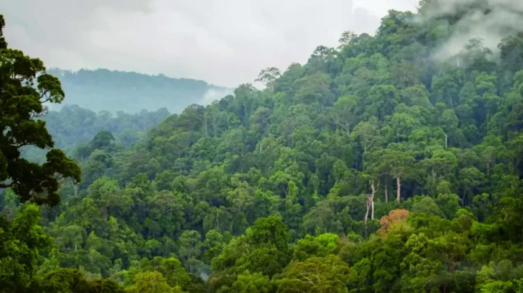 Indonesia Strengthens National Park Conservation Through Innovative Financing