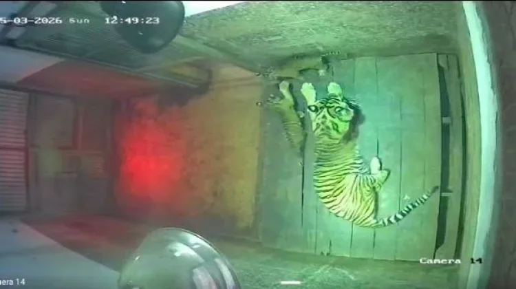 The Birth of Two Sumatran Tigers in Wildlife Conservation