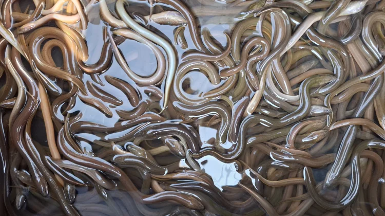 Eel, Nutritious Superfood for Every Meal
