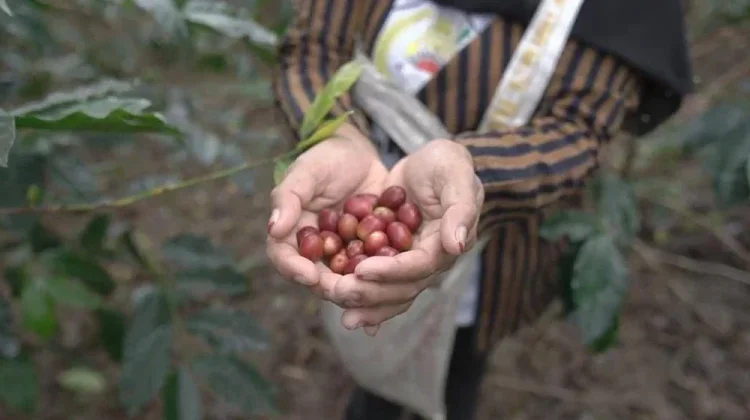Government Supports Gastronomic, Boosting Through Local Fermented Coffee
