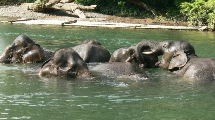 Government Issues a Presidential Instruction to Protect Elephant Habitats