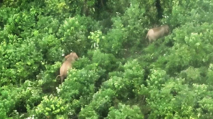 Government Monitors Sumatran Elephant Population Using Thermal Drones