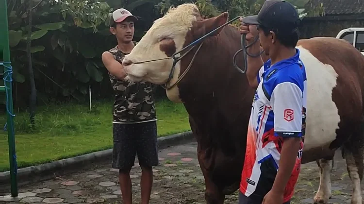 Temanggung Farmer’s Cow Chosen Presidential Prabowo's Qurban Aid