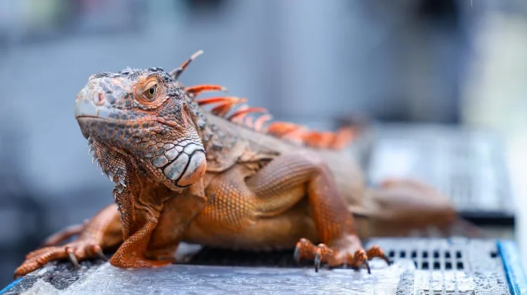 Exotic Reptiles Become Holiday Attraction in IKN