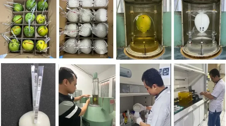 Government Promotes Standardization of Exported Fruit Irradiation Using Mango