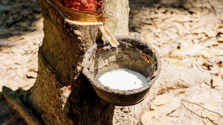 Trade Ministry Moves to Protect Rubber Exports in EU