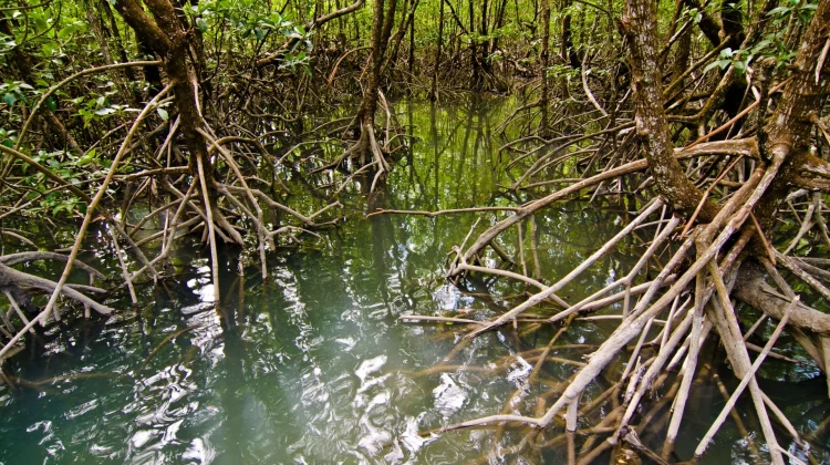 Oral Traditions Key to Mangrove Preservation, Study Says